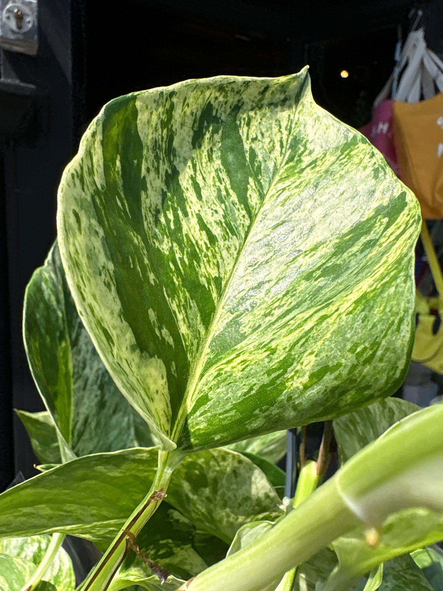 A Epipremnum Marble Queen plant, also known as a pothos with green and white variegated leaves, in front of Urban Tropicana&