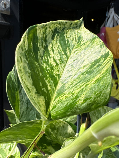 A Epipremnum Marble Queen plant, also known as a pothos with green and white variegated leaves, in front of Urban Tropicana&