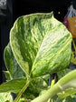 A Epipremnum Marble Queen plant, also known as a pothos with green and white variegated leaves, in front of Urban Tropicana&