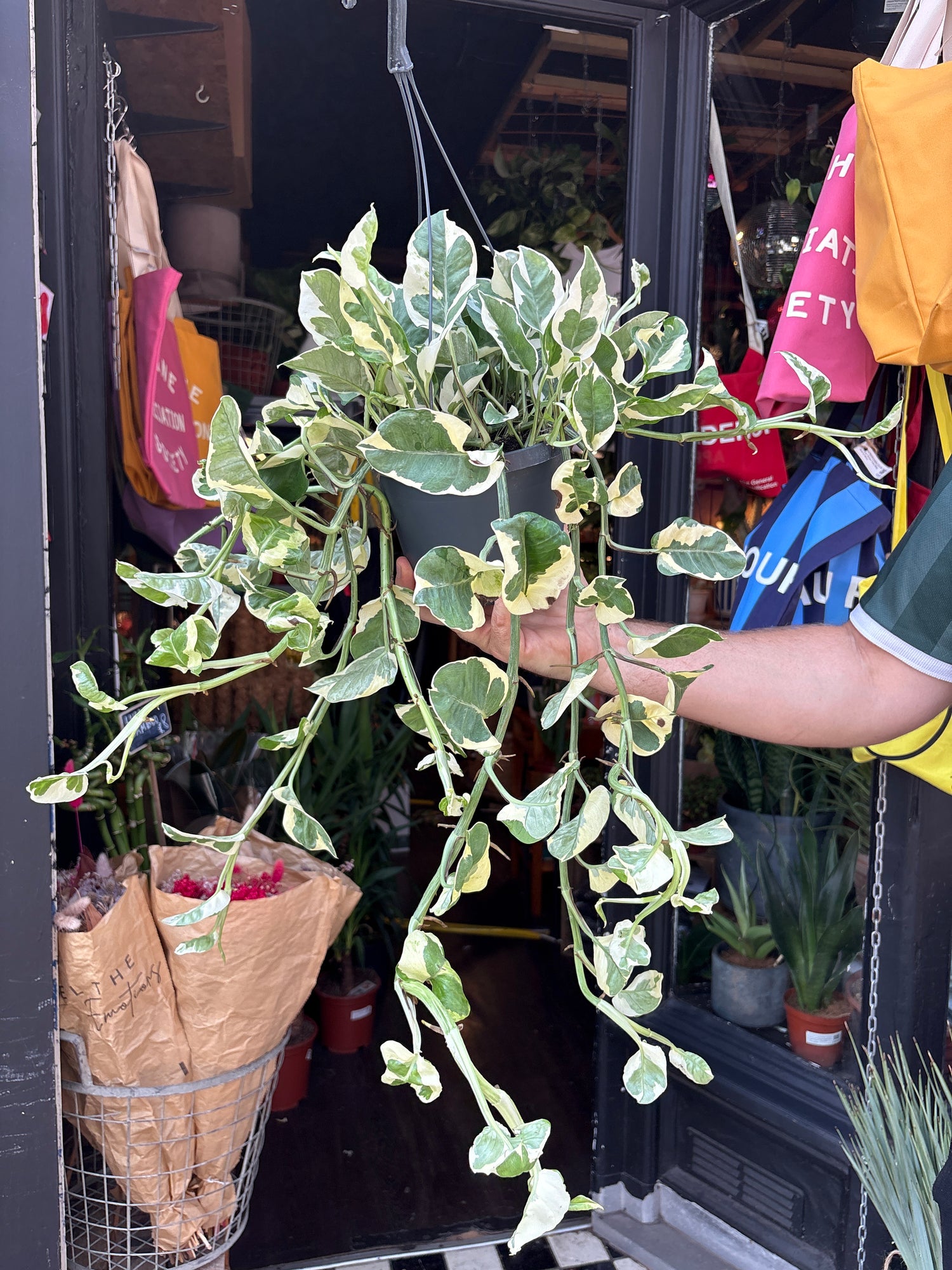 Epipremnum Njoy, also known as Pothos Njoy, outside Urban Tropicana, a houseplant store in Chiswick London