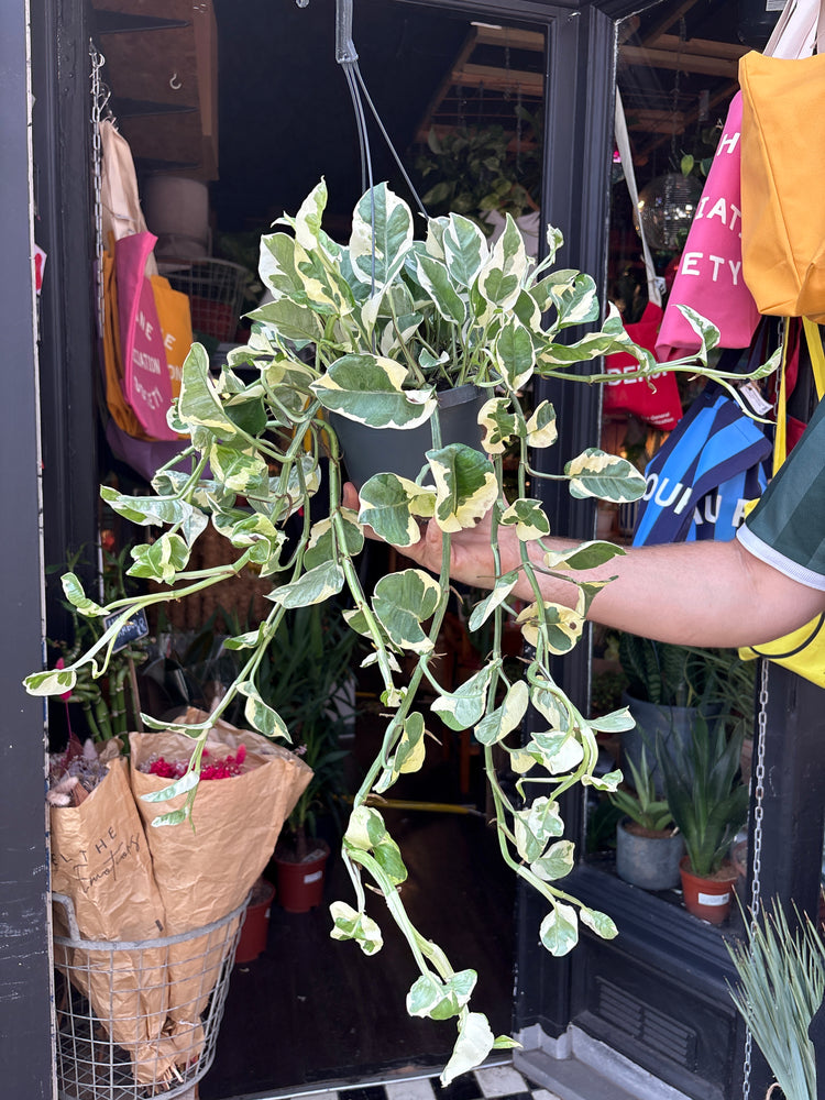 Epipremnum Njoy, also known as Pothos Njoy, outside Urban Tropicana, a houseplant store in Chiswick London