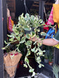 Epipremnum Njoy, also known as Pothos Njoy, outside Urban Tropicana, a houseplant store in Chiswick London