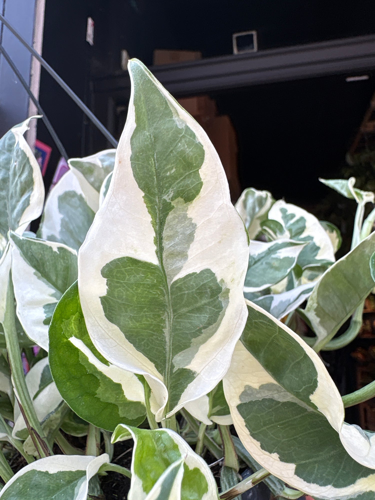 Epipremnum Njoy, also known as Pothos Njoy, outside Urban Tropicana, a houseplant store in Chiswick London