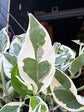 Epipremnum Njoy, also known as Pothos Njoy, outside Urban Tropicana, a houseplant store in Chiswick London
