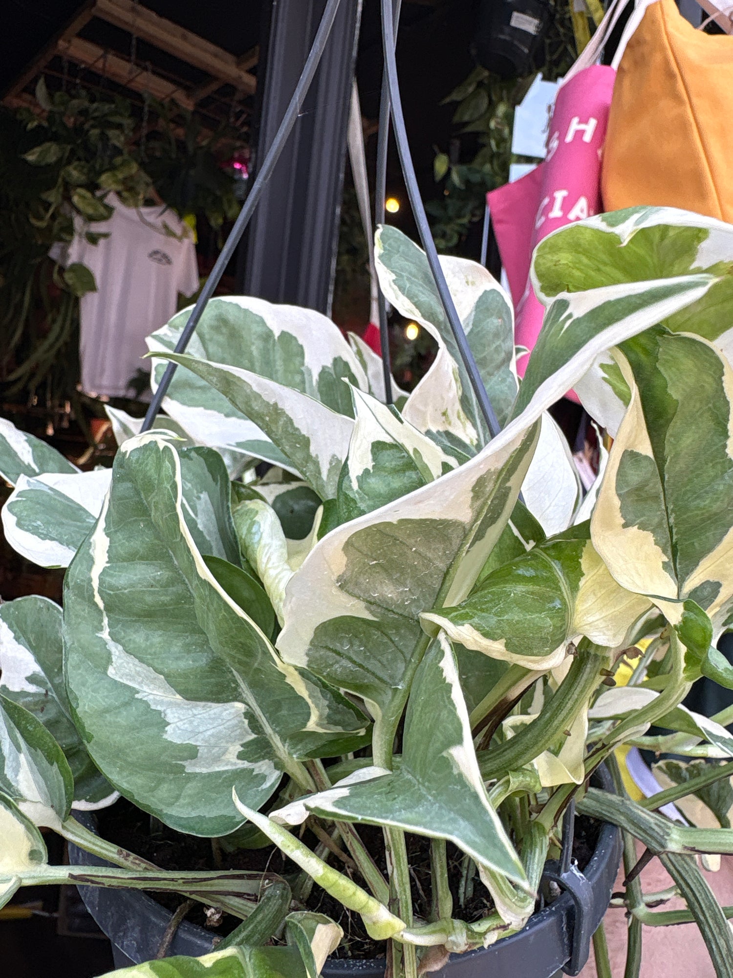 Epipremnum Njoy, also known as Pothos Njoy, outside Urban Tropicana, a houseplant store in Chiswick London