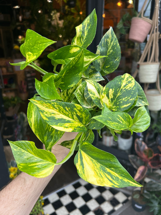 An Epipremnum Njoy Gold plant in front of Urban Tropicana’s Plant Shop in Chiswick London