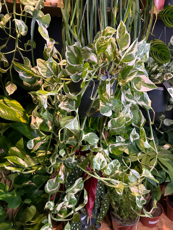 A Epipremnum Njoy plant also known as a pothos in front of Urban Tropicana’s plant shop in Chiswick, London