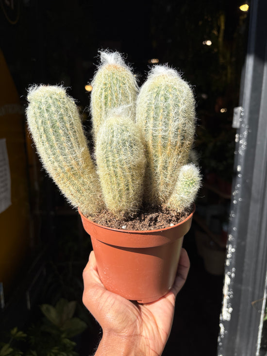 An Espostoa Lanata or Peruvian Old Man Cactus in front of Urban Tropicana’s Plant Shop in Chiswick London