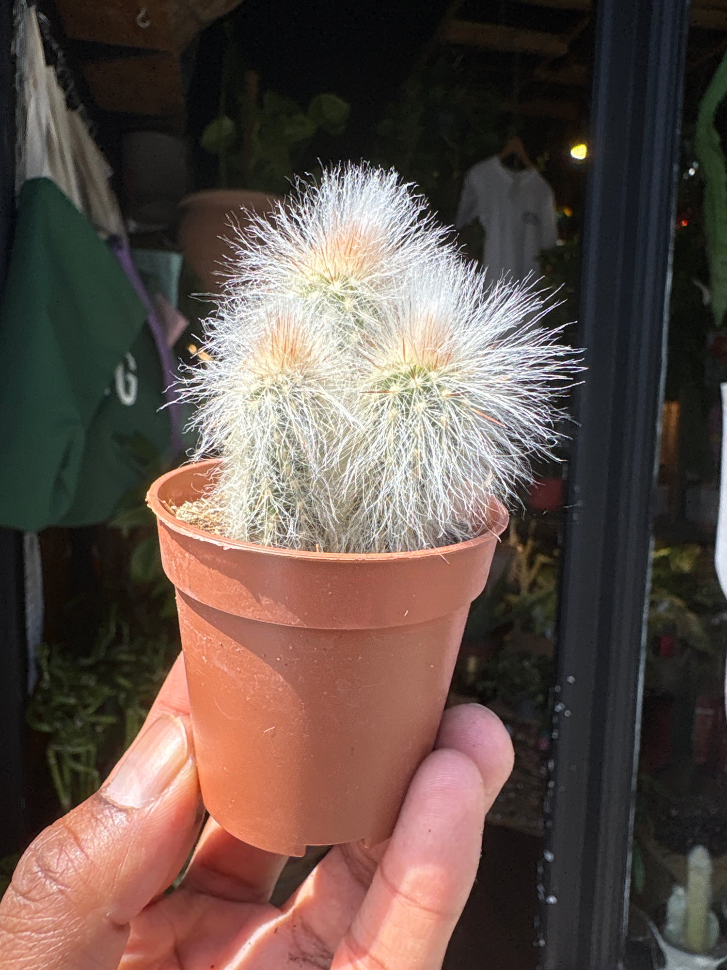 
An Espostoa Lanata plant in front of Urban Tropicana’s plant shop in Chiswick, London