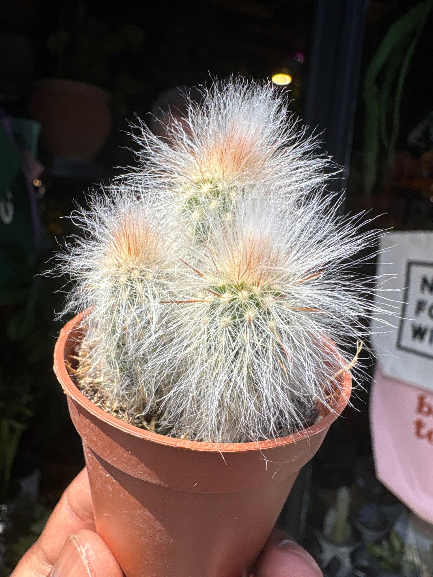 
An Espostoa Lanata plant in front of Urban Tropicana’s plant shop in Chiswick, London