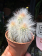 
An Espostoa Lanata plant in front of Urban Tropicana’s plant shop in Chiswick, London
