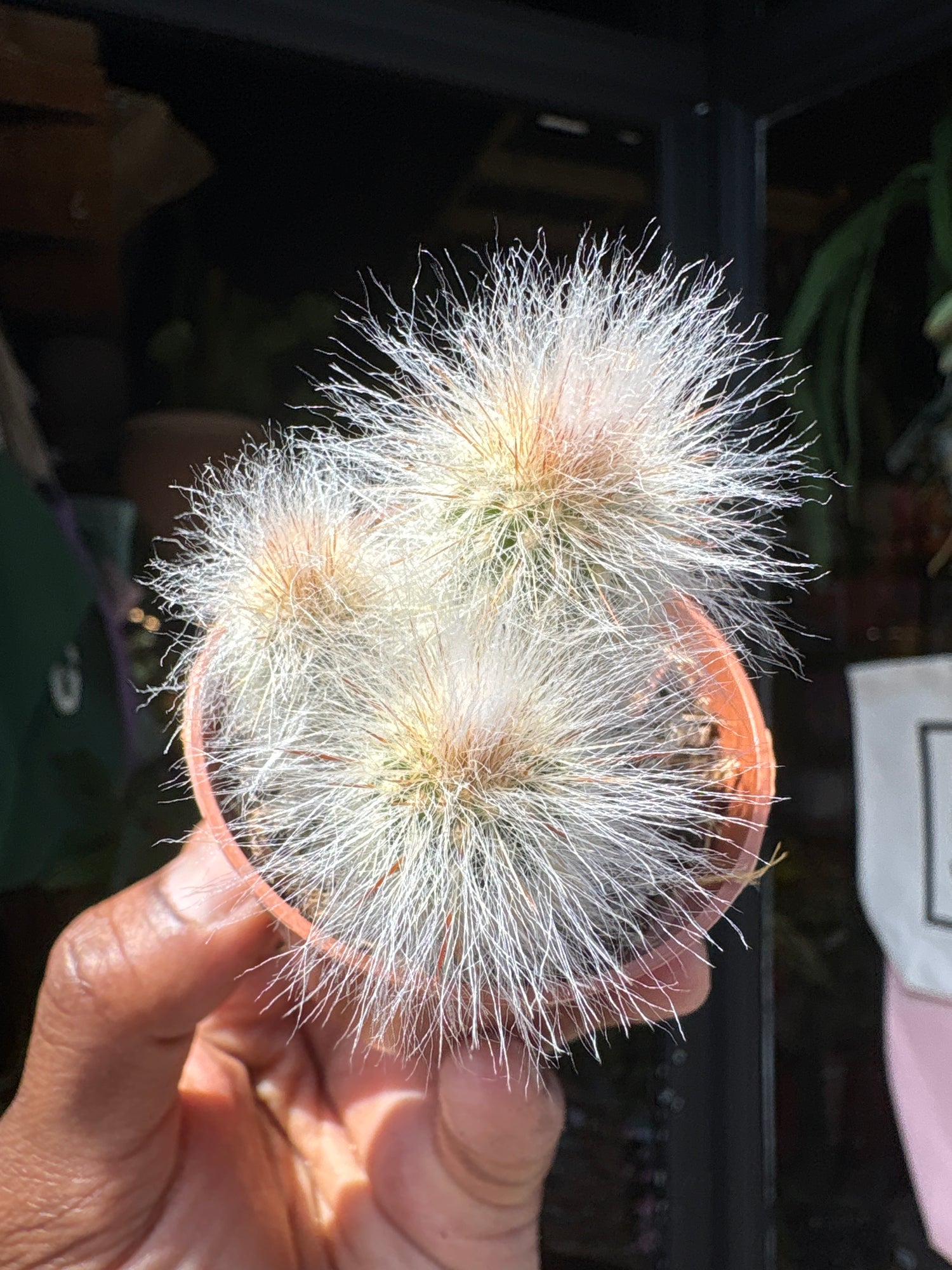 
An Espostoa Lanata plant in front of Urban Tropicana’s plant shop in Chiswick, London