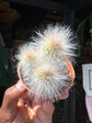 
An Espostoa Lanata plant in front of Urban Tropicana’s plant shop in Chiswick, London