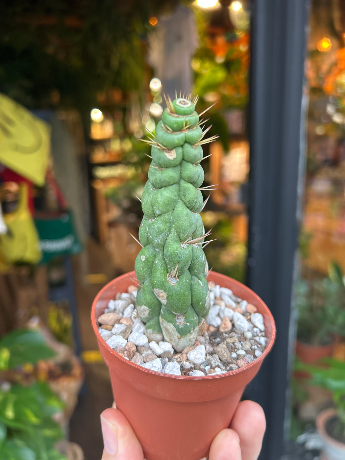 Eulychnia castanea cactus outside Urban Tropicana plant shop in Chiswick, London