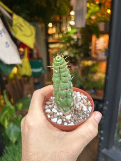 Eulychnia castanea cactus outside Urban Tropicana plant shop in Chiswick, London