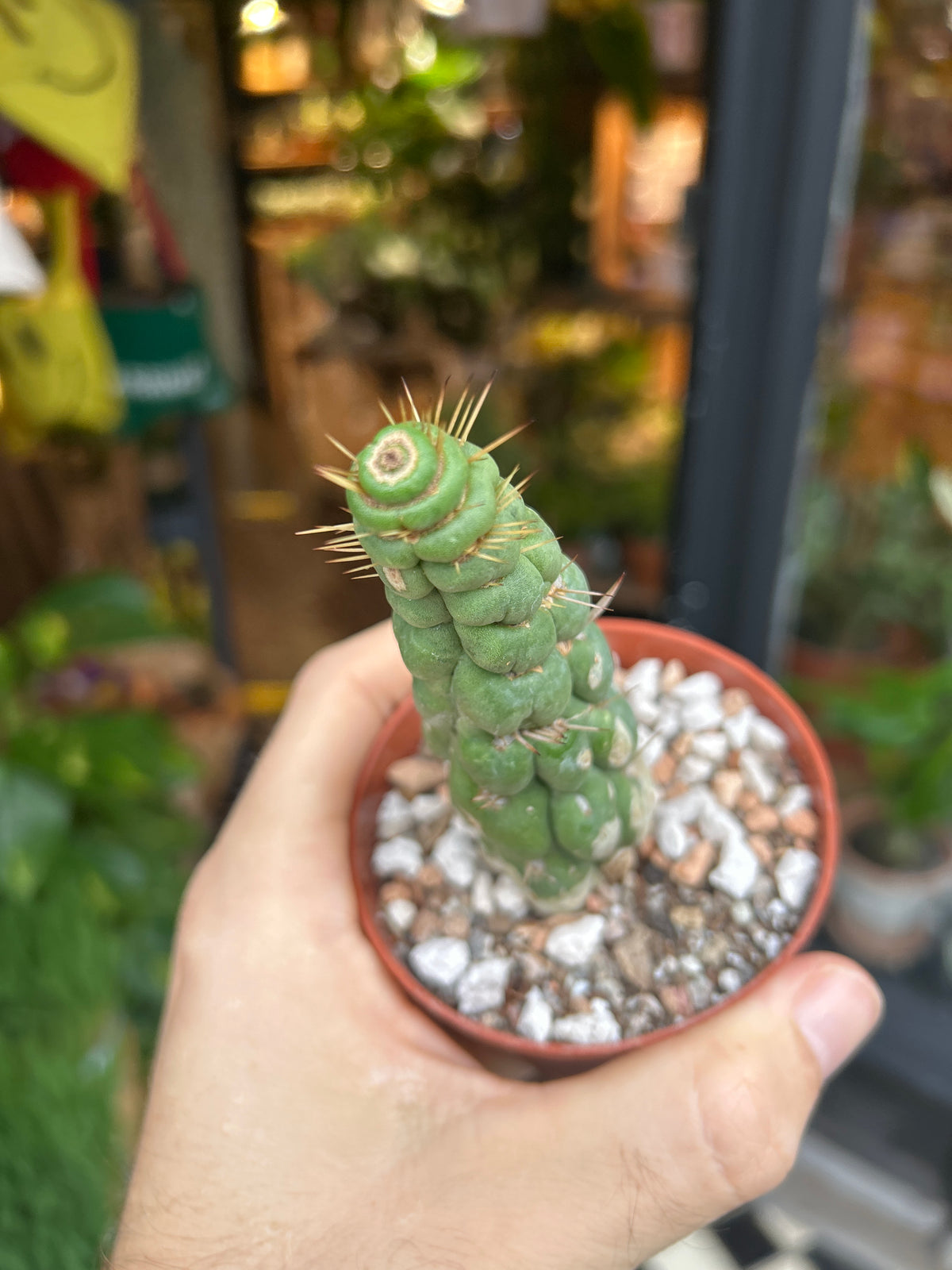 Eulychnia castanea cactus outside Urban Tropicana plant shop in Chiswick, London