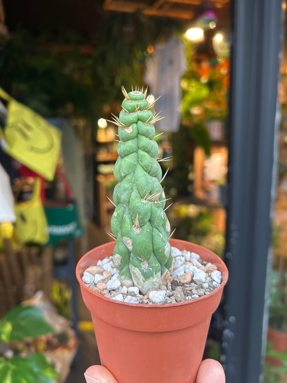 Eulychnia castanea cactus outside Urban Tropicana plant shop in Chiswick, London