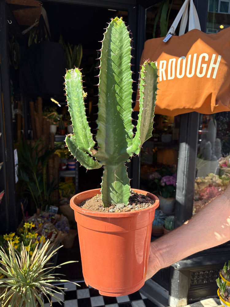 Euphorbia acrurensis with tall, upright green stems featuring spiny ridges, displayed in a nursery pot at Urban Tropicana plant shop, Chiswick, London