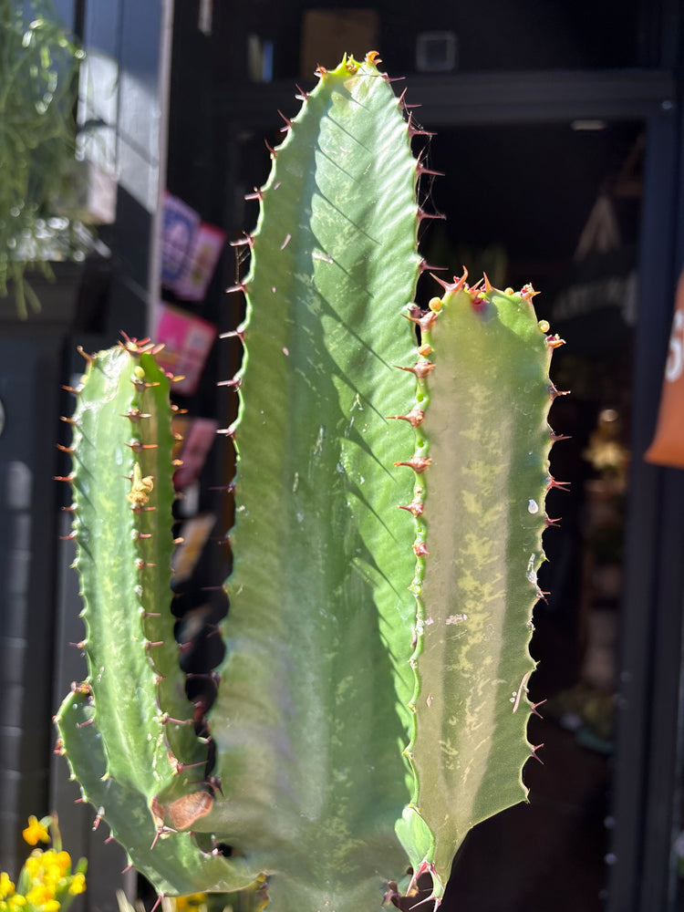 Euphorbia acrurensis with tall, upright green stems featuring spiny ridges, displayed in a nursery pot at Urban Tropicana plant shop, Chiswick, London