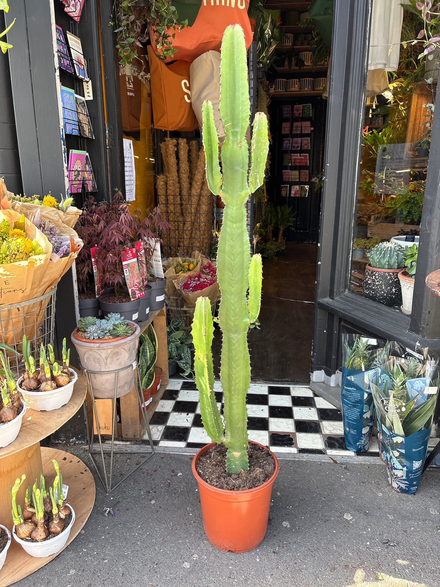 Euphorbia acrurensis succulent outside Urban Tropicana plant shop in Chiswick, London