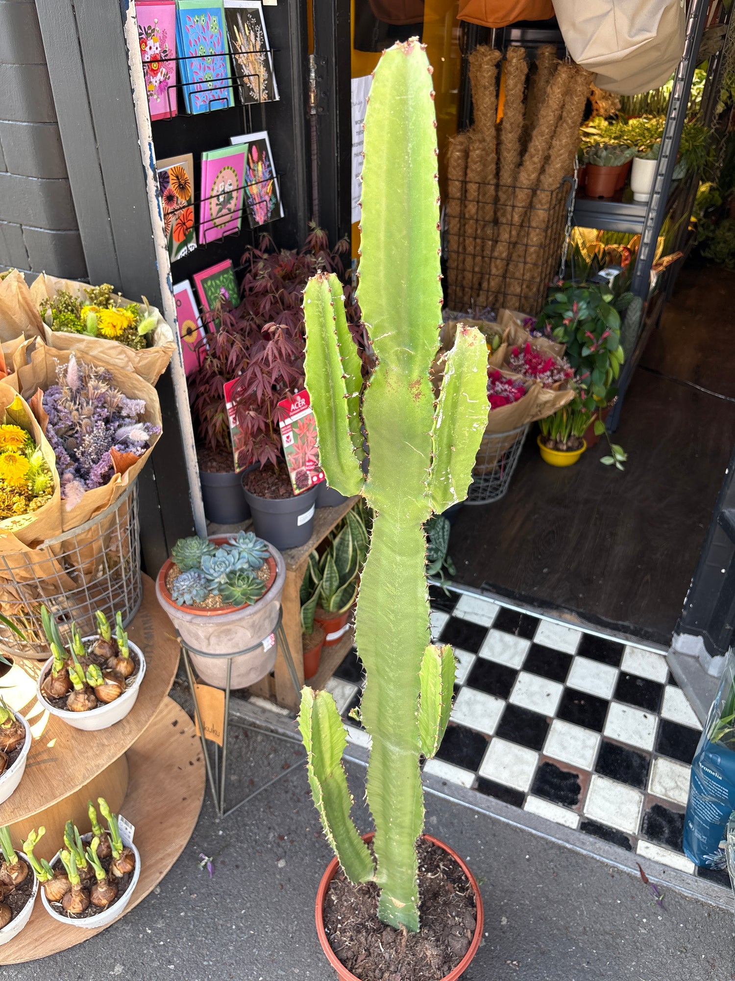 Euphorbia acrurensis succulent outside Urban Tropicana plant shop in Chiswick, London