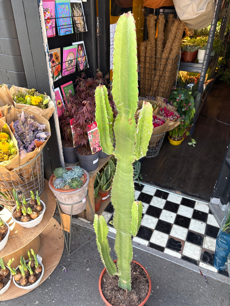 Euphorbia acrurensis succulent outside Urban Tropicana plant shop in Chiswick, London