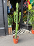 Euphorbia acrurensis succulent in 24cm pot outside Urban Tropicana plant shop in Chiswick, London