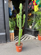 Euphorbia acrurensis succulent in 24cm pot outside Urban Tropicana plant shop in Chiswick, London