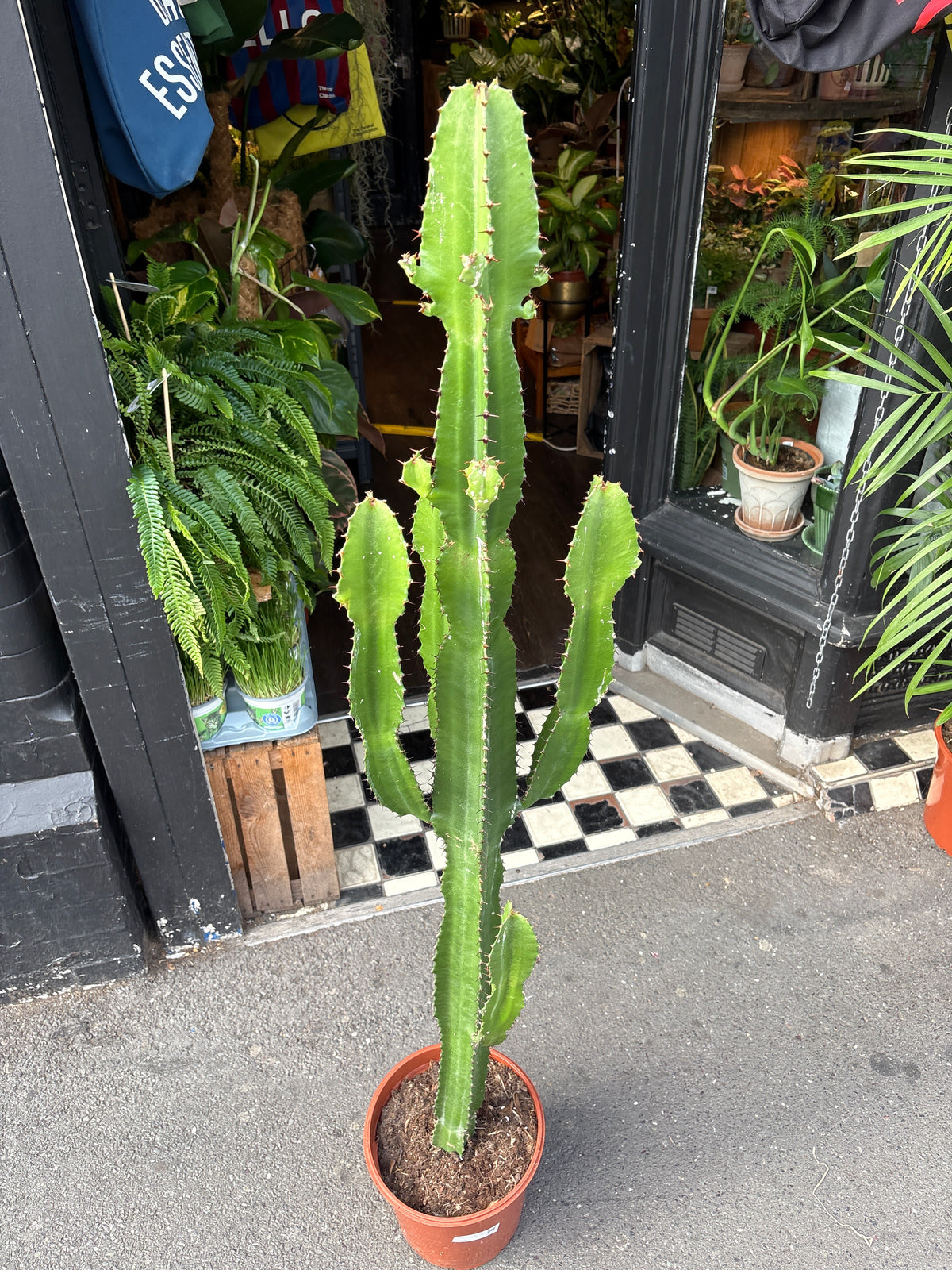 Euphorbia acrurensis succulent in 24cm pot outside Urban Tropicana plant shop in Chiswick, London