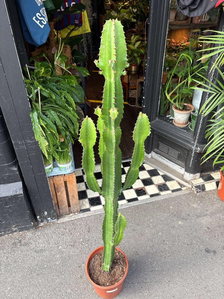 Euphorbia acrurensis succulent in 24cm pot outside Urban Tropicana plant shop in Chiswick, London