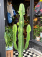 Euphorbia acrurensis succulent in 24cm pot outside Urban Tropicana plant shop in Chiswick, London