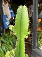 Euphorbia acrurensis succulent in 24cm pot outside Urban Tropicana plant shop in Chiswick, London