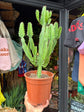 
A Euphorbia Candelabrum plant in front of Urban Tropicana’s plant shop in Chiswick, London