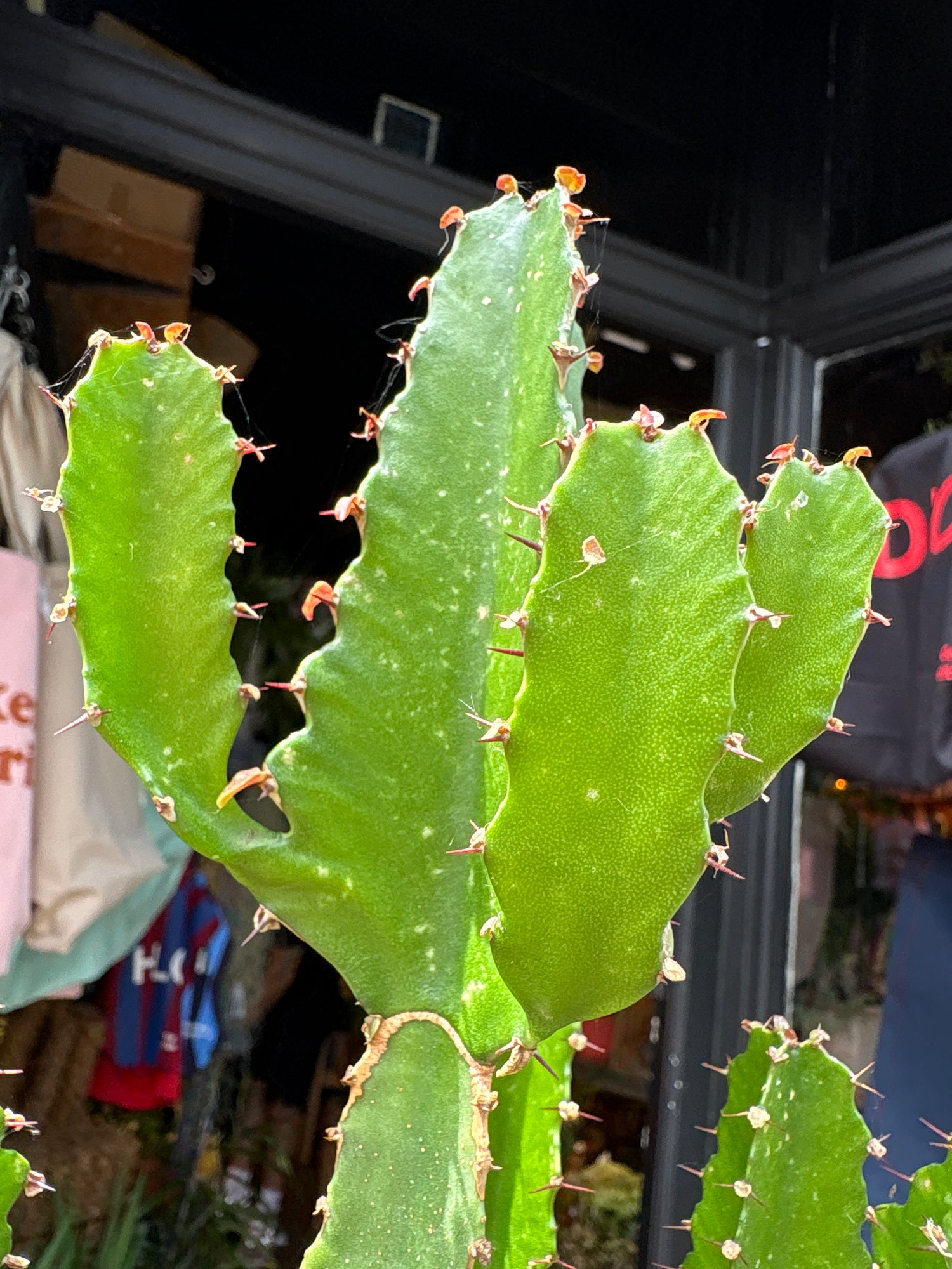 
A Euphorbia Candelabrum plant in front of Urban Tropicana’s plant shop in Chiswick, London