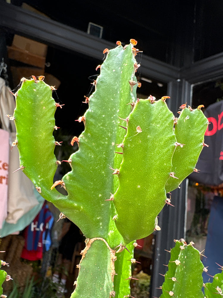 
A Euphorbia Candelabrum plant in front of Urban Tropicana’s plant shop in Chiswick, London