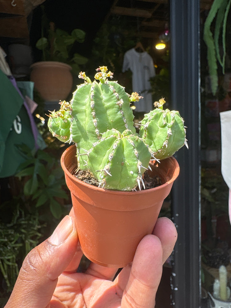 
A Euphorbia Echinus plant in front of Urban Tropicana’s plant shop in Chiswick, London