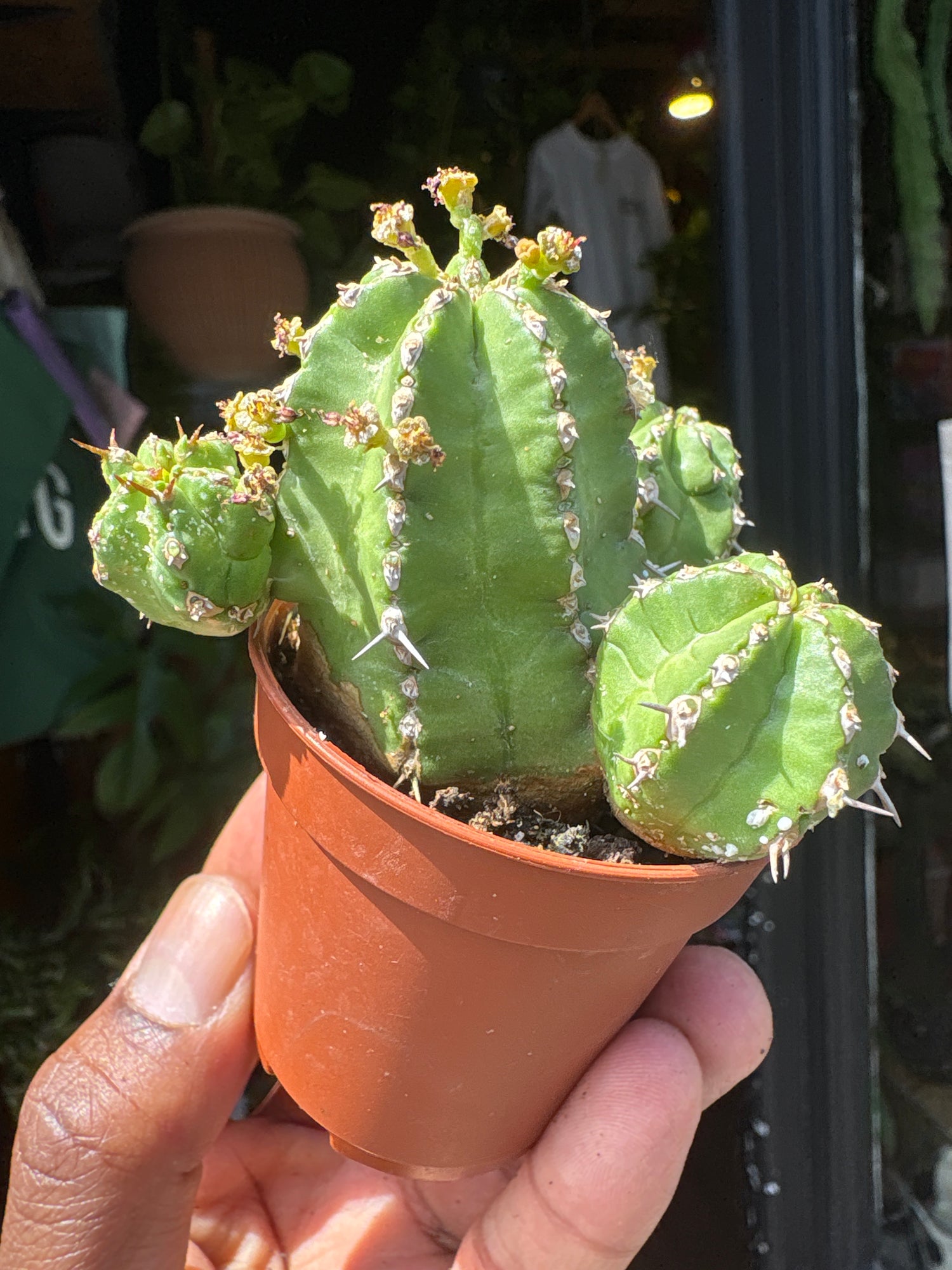 
A Euphorbia Echinus plant in front of Urban Tropicana’s plant shop in Chiswick, London