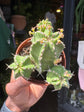 
A Euphorbia Echinus plant in front of Urban Tropicana’s plant shop in Chiswick, London