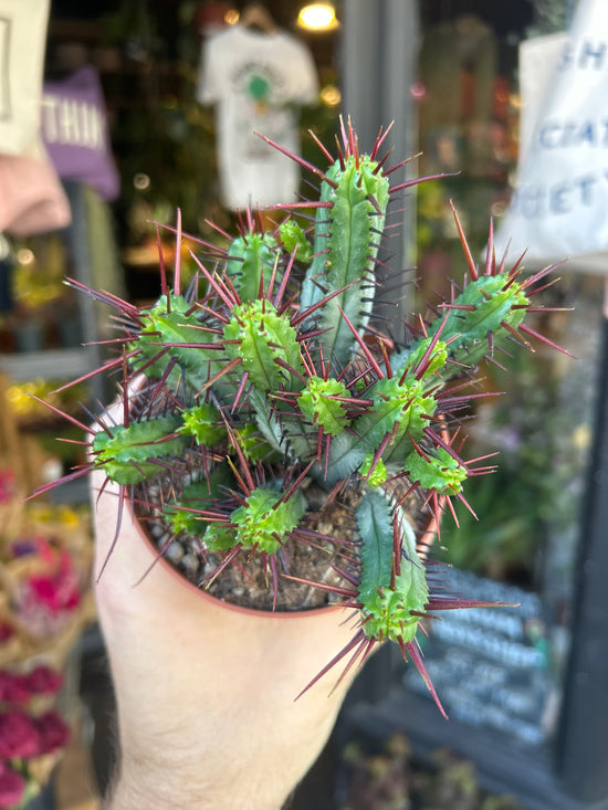 Euphorbia enopla succulent outside Urban Tropicana plant shop in Chiswick, London