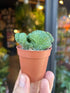 An Euphorbia Enopla Cristata plant in front of Urban Tropicana’s Plant Shop in Chiswick London