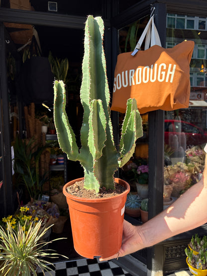 Euphorbia erythrea with tall, slender green stems featuring spiny ridges, displayed in a nursery pot at Urban Tropicana plant shop, Chiswick, London
