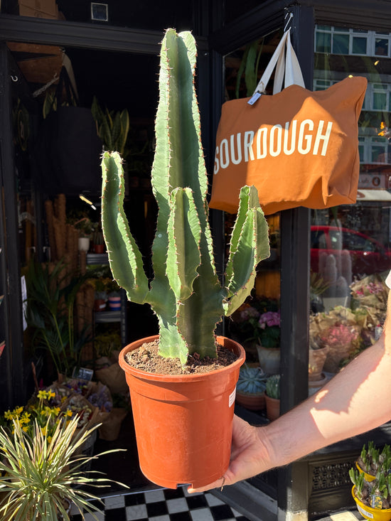 Euphorbia erythrea with tall, slender green stems featuring spiny ridges, displayed in a nursery pot at Urban Tropicana plant shop, Chiswick, London