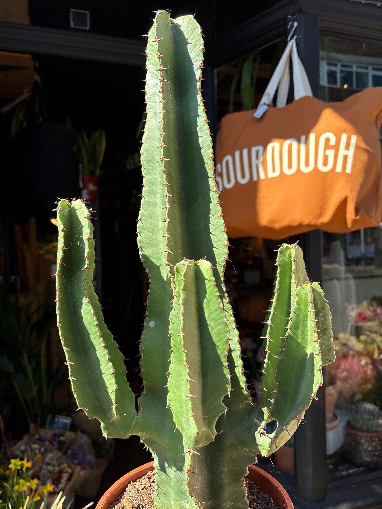 Euphorbia erythrea with tall, slender green stems featuring spiny ridges, displayed in a nursery pot at Urban Tropicana plant shop, Chiswick, London