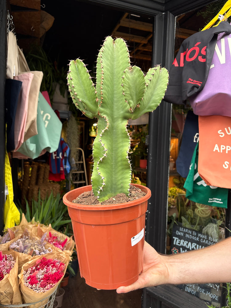 A Euphorbia Erytrea plant in front of Urban Tropicana’s plant shop in Chiswick, London