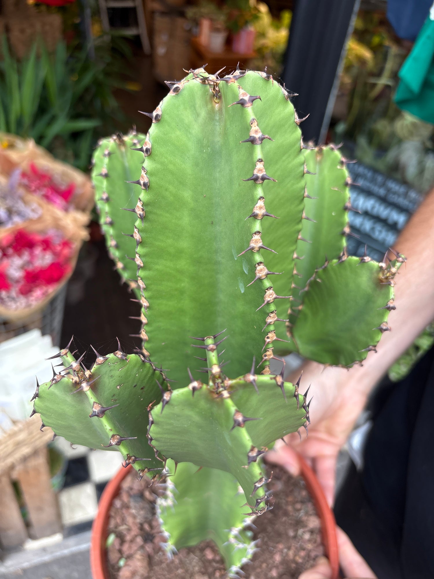 A Euphorbia Erytrea plant in front of Urban Tropicana’s plant shop in Chiswick, London