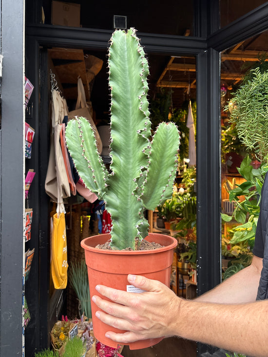 A euphorbia erytrea plant in front of Urban Tropicana’s plant shop in Chiswick, London