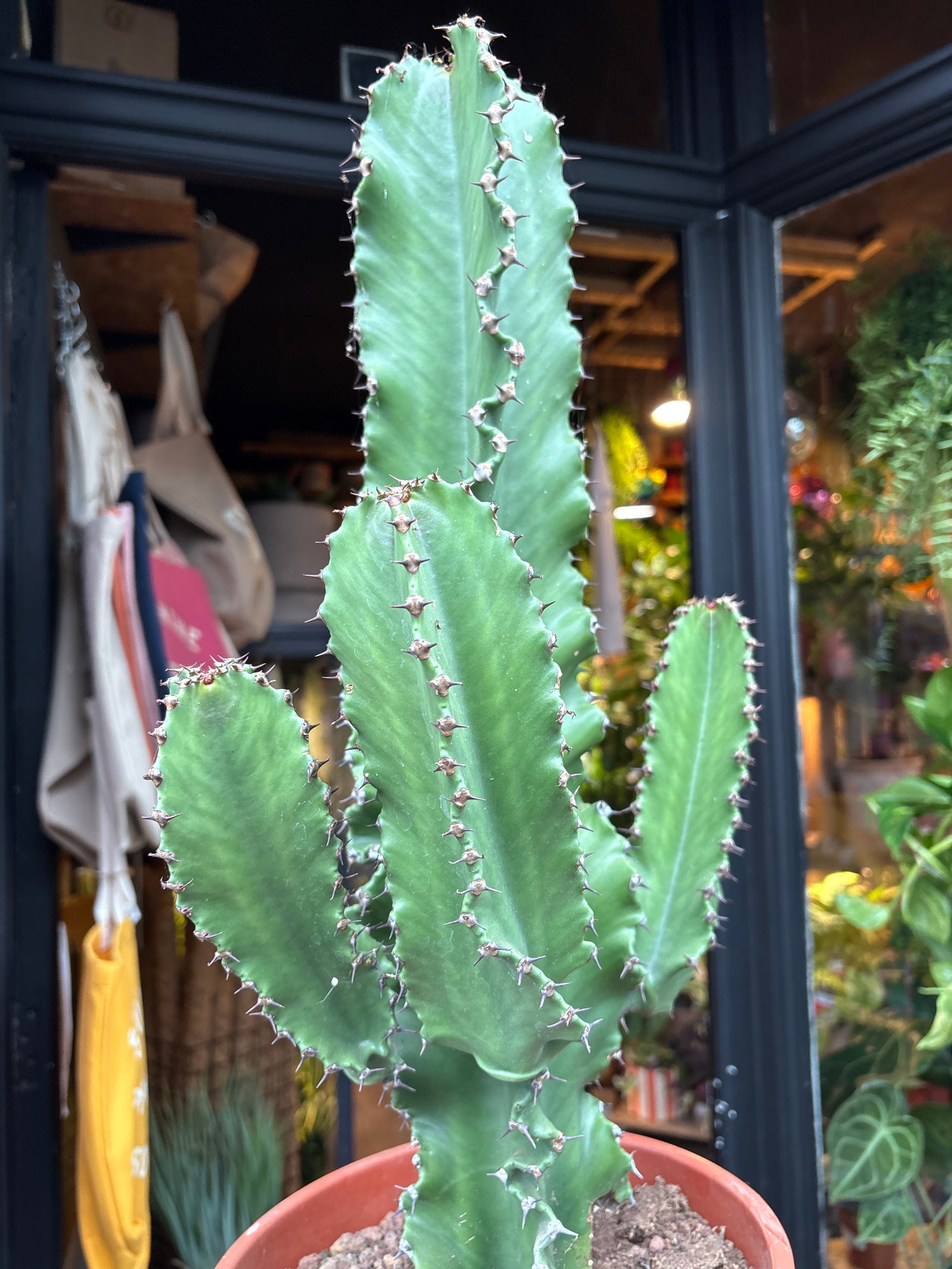 A euphorbia erytrea plant in front of Urban Tropicana’s plant shop in Chiswick, London