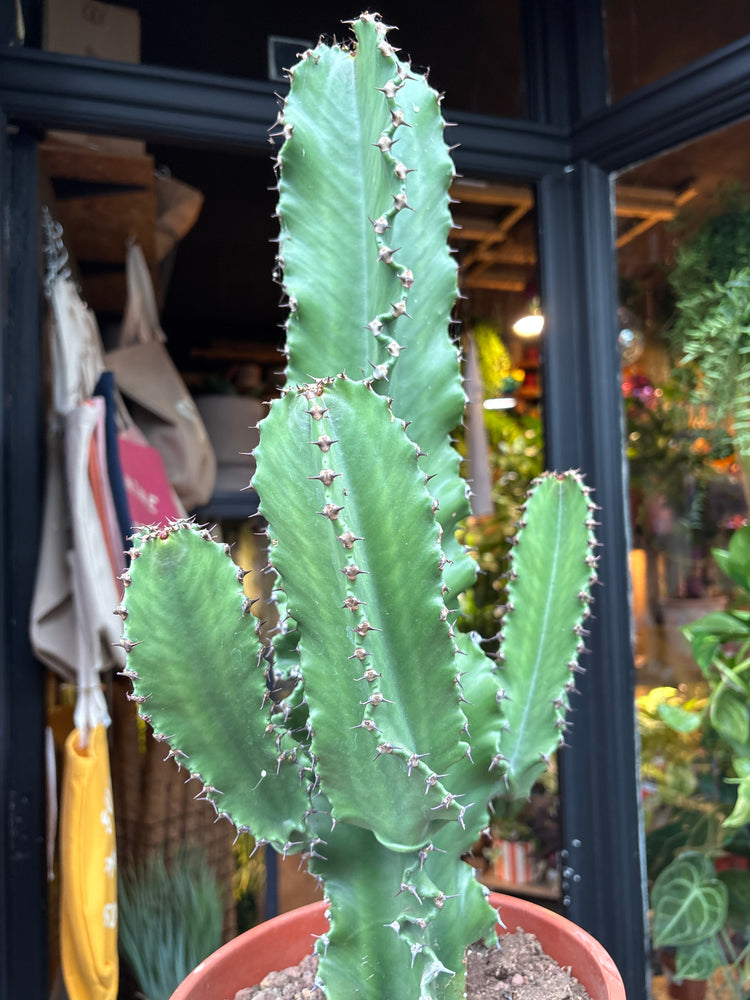 A euphorbia erytrea plant in front of Urban Tropicana’s plant shop in Chiswick, London