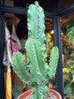 A euphorbia erytrea plant in front of Urban Tropicana’s plant shop in Chiswick, London