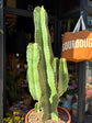 Euphorbia erythrea with tall, slender green stems featuring spiny ridges, displayed in a nursery pot at Urban Tropicana plant shop, Chiswick, London